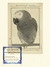 An_co_2005_psittacus alexi_tiny